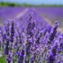 Blooming lavender field – natural fragrance for protecting merino wool clothing