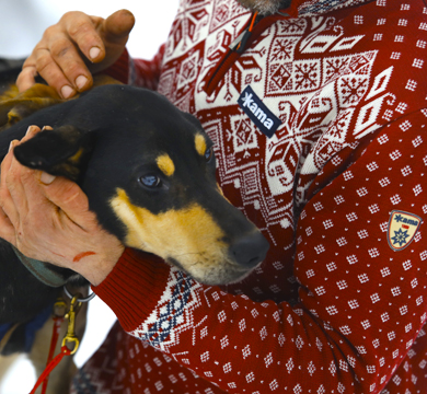 musher 390x360b